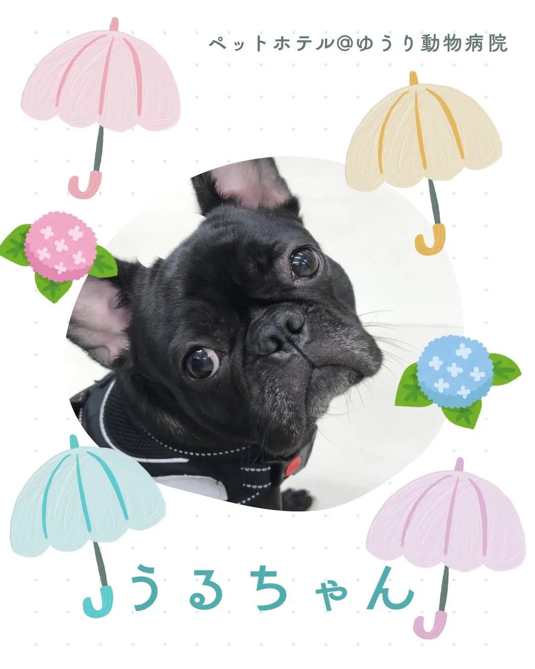 【ペットホテル 犬ちゃん】