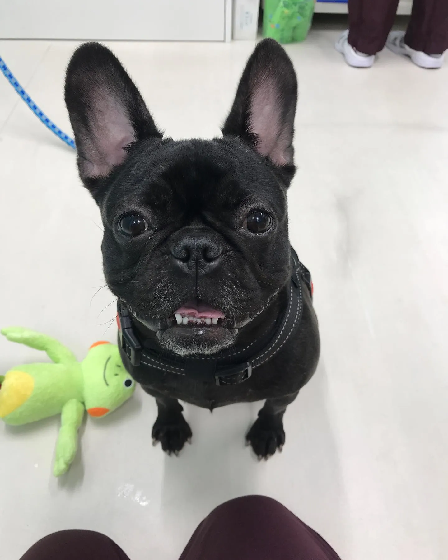 【ペットホテル 犬ちゃん】
