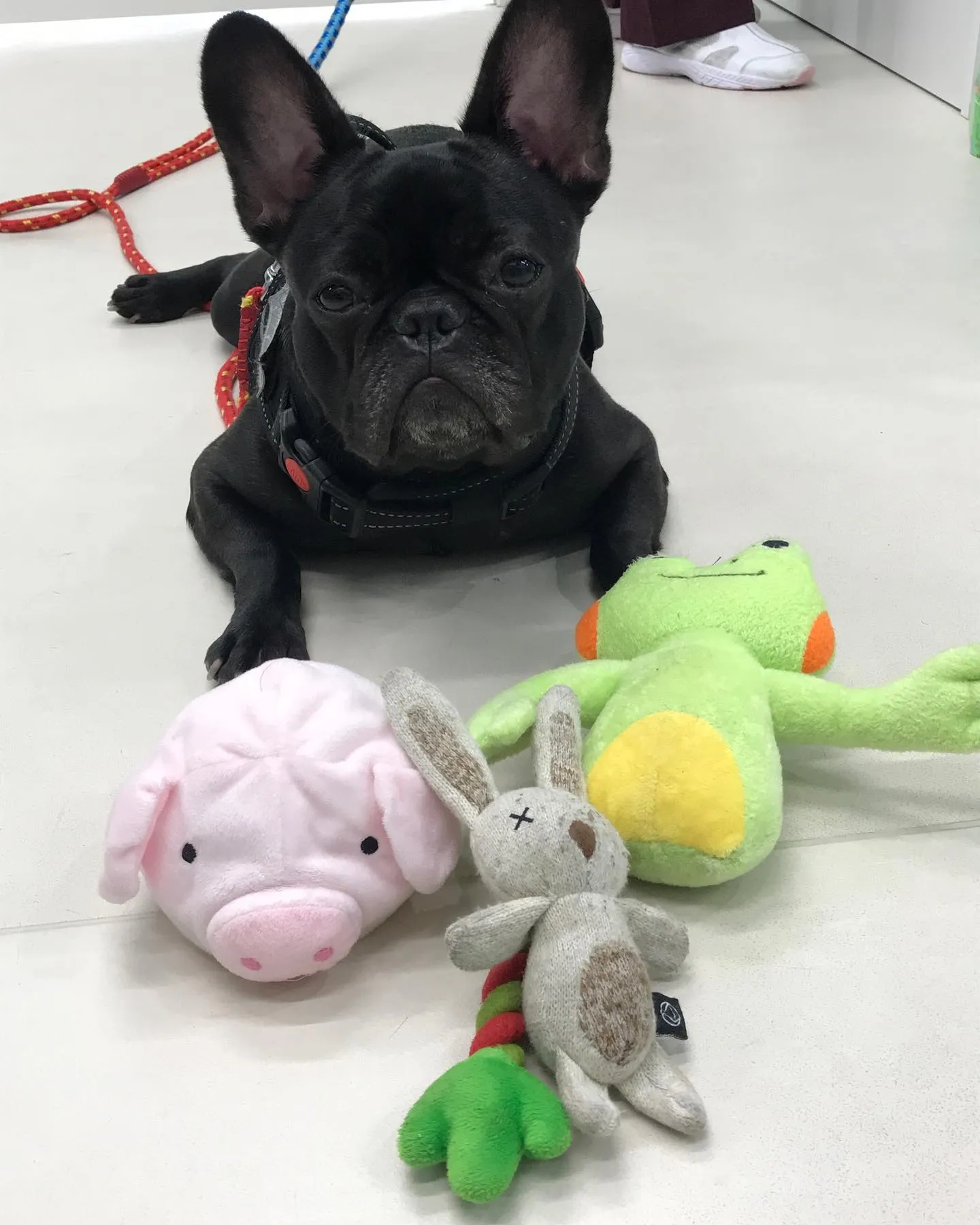 【ペットホテル 犬ちゃん】