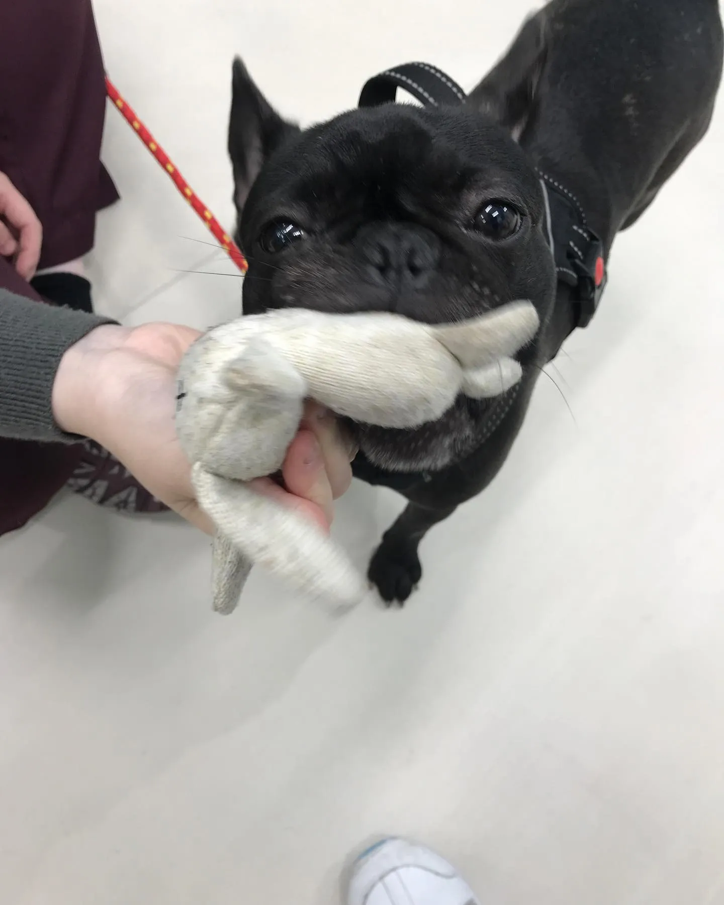 【ペットホテル 犬ちゃん】