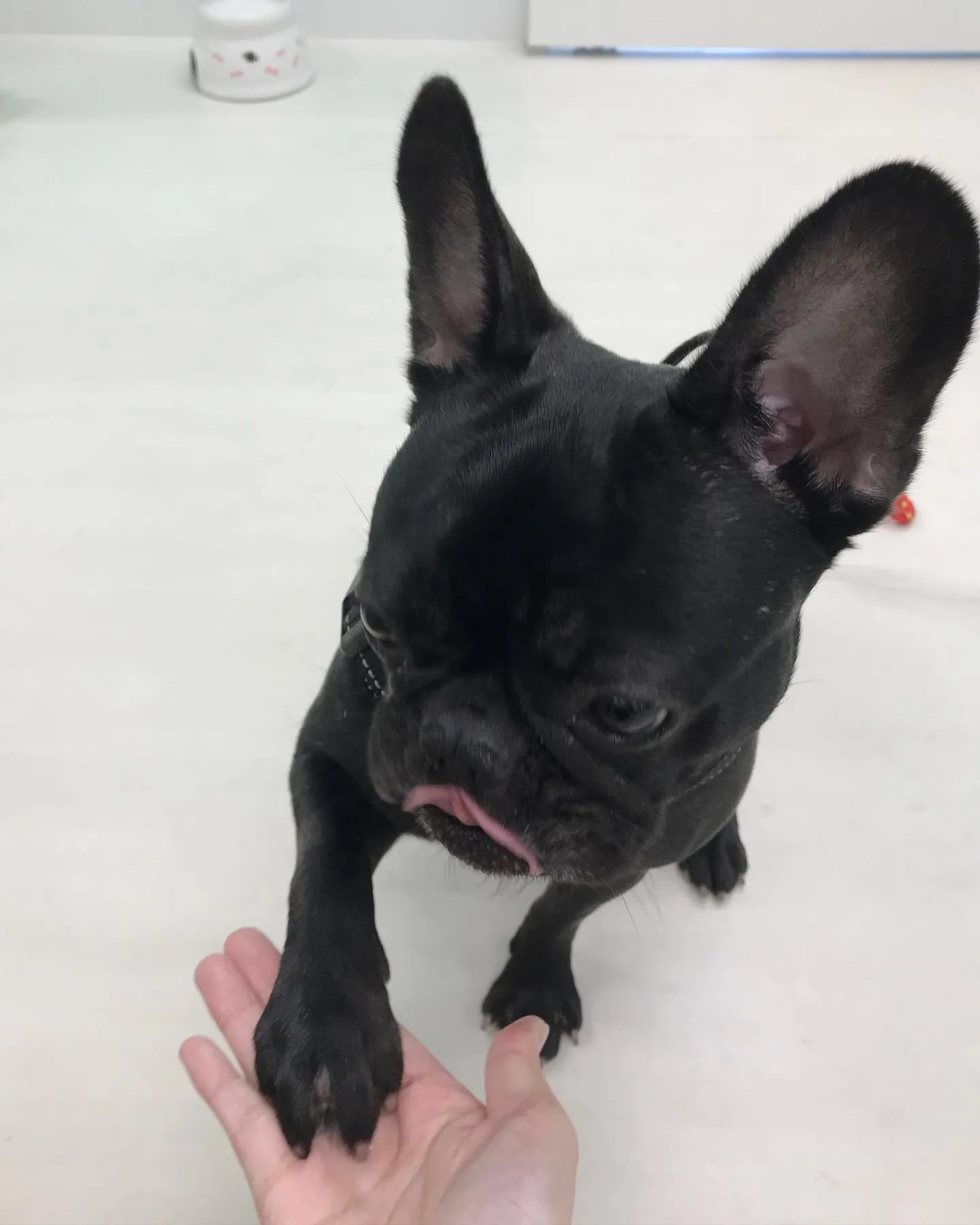 【ペットホテル 犬ちゃん】