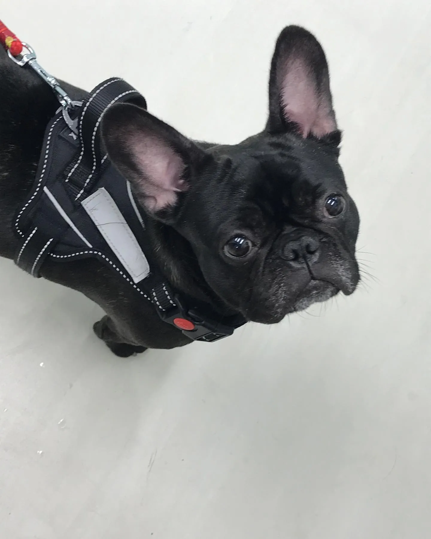【ペットホテル 犬ちゃん】