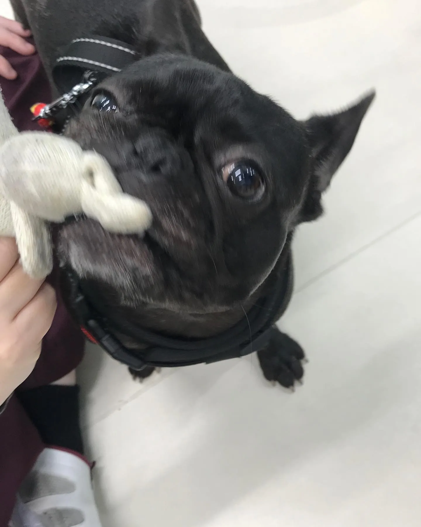 【ペットホテル 犬ちゃん】