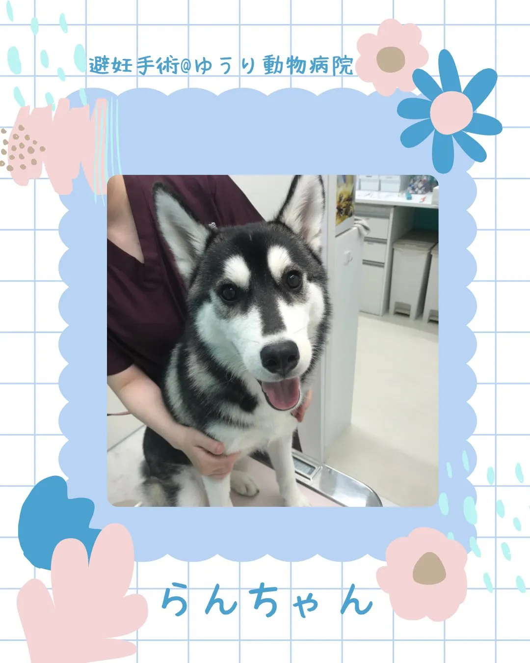 【避妊手術 犬ちゃん】
