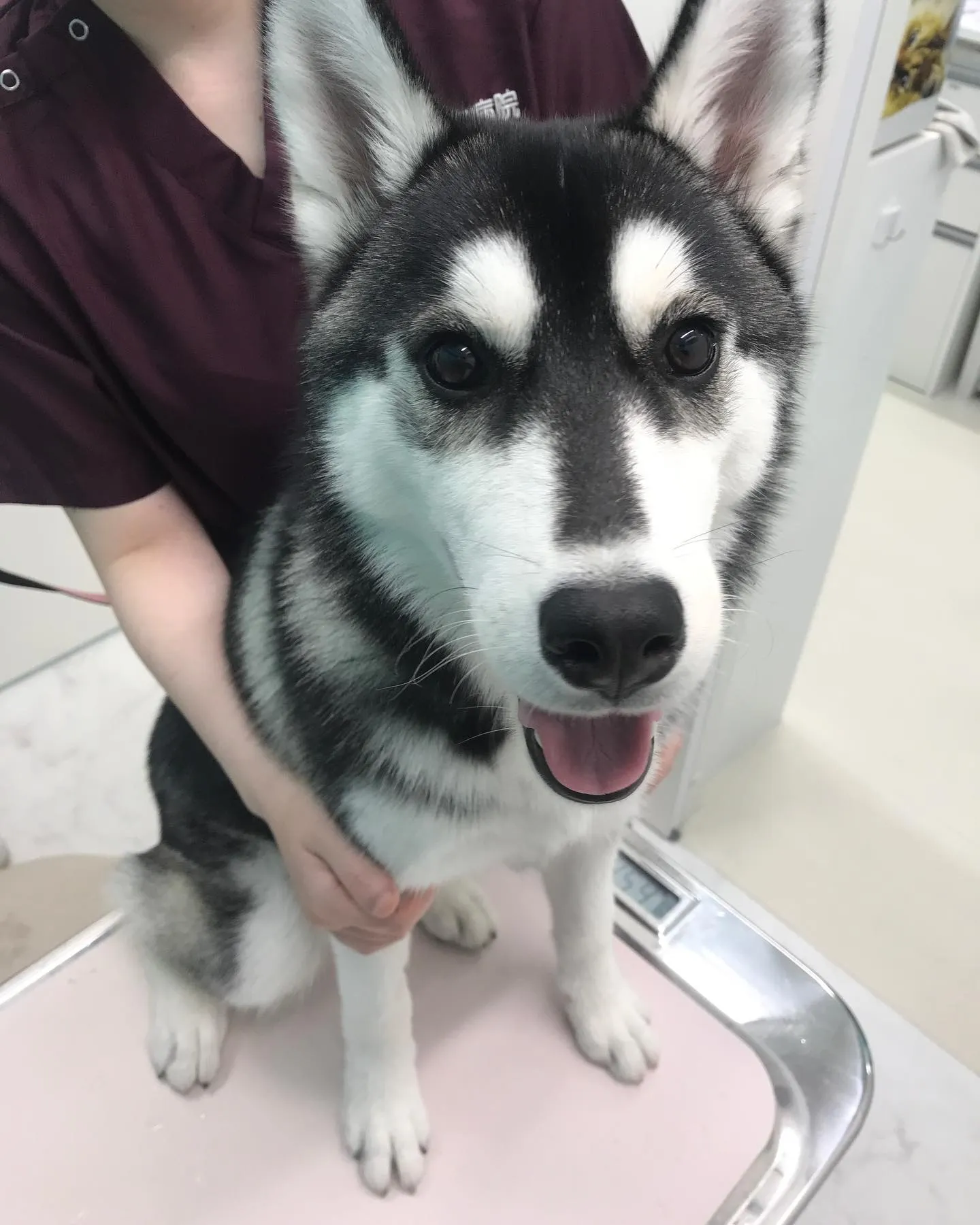 【避妊手術 犬ちゃん】