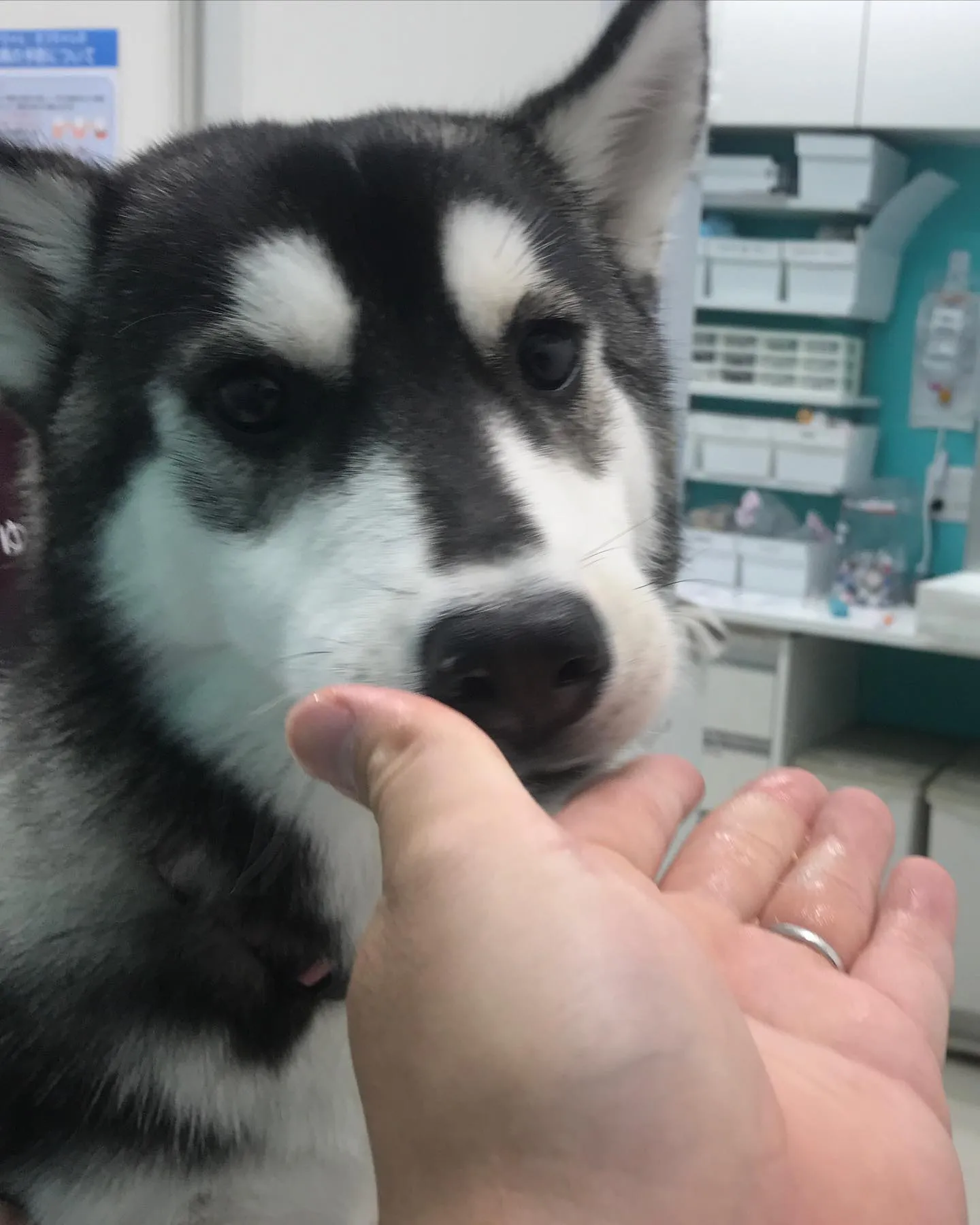 【避妊手術 犬ちゃん】