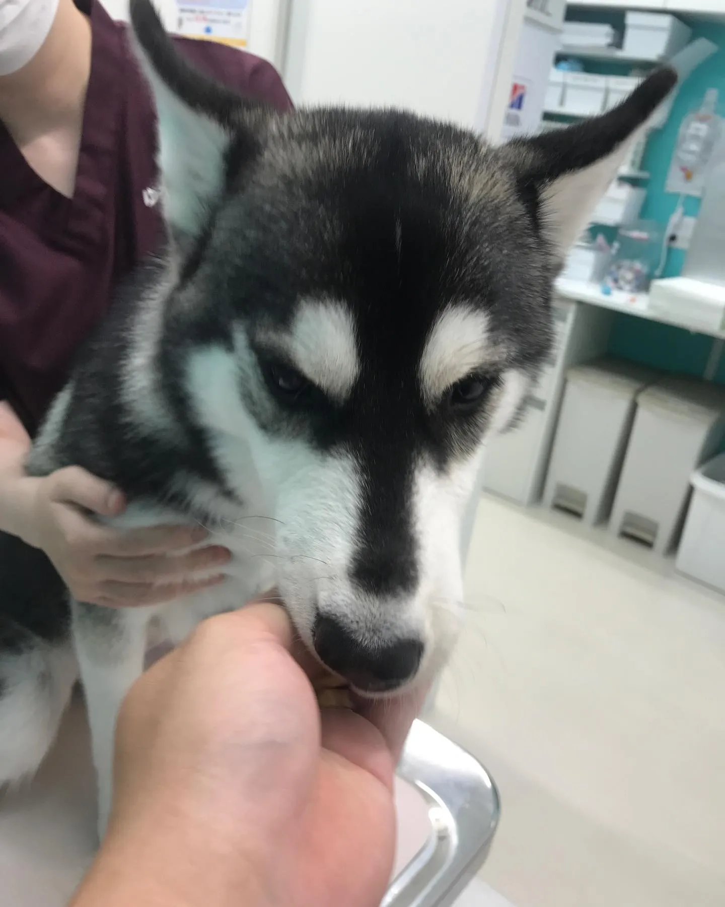 【避妊手術 犬ちゃん】