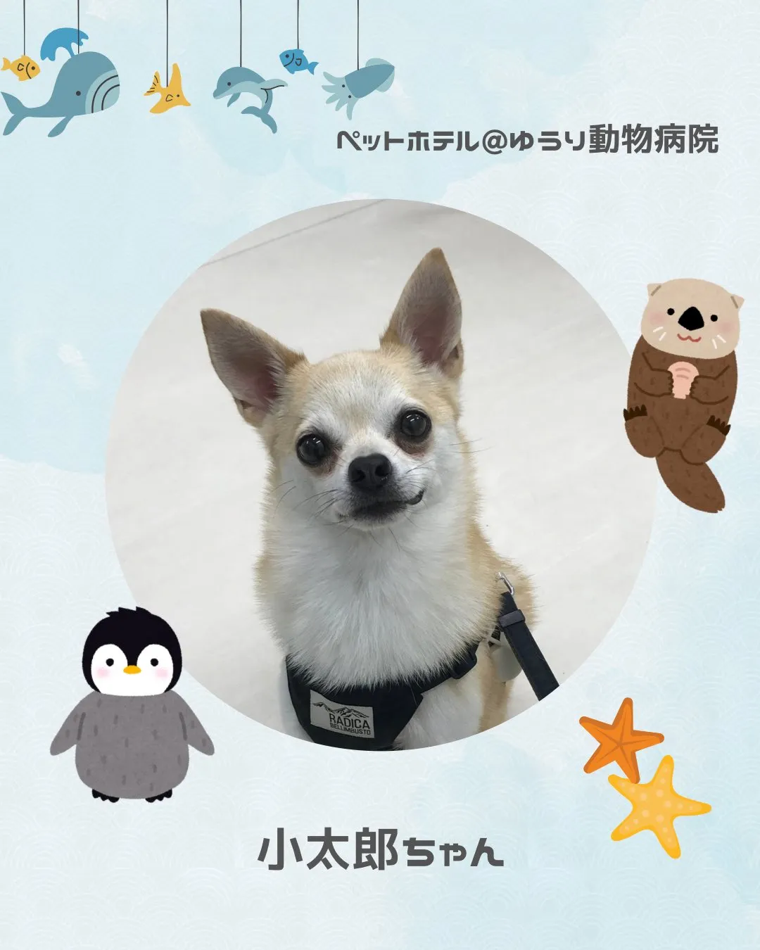 【ペットホテル 犬ちゃん】