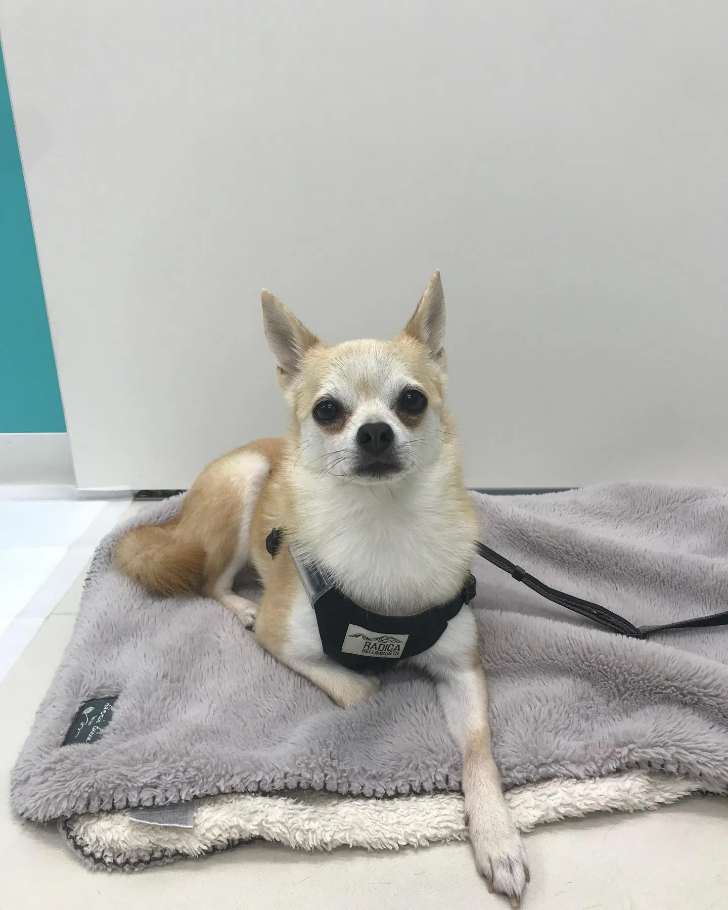 【ペットホテル 犬ちゃん】