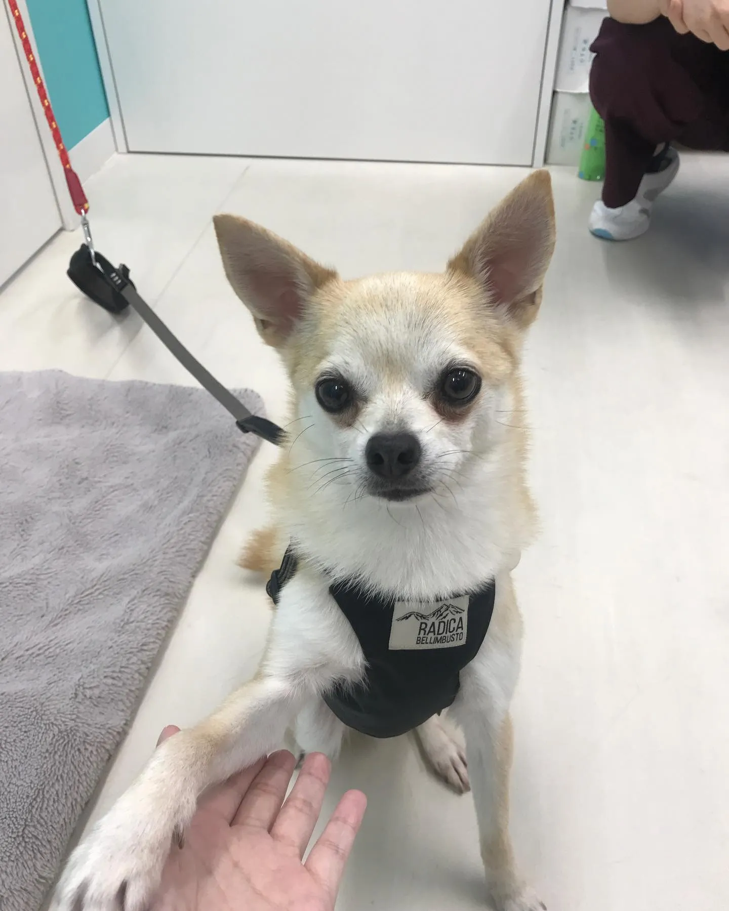 【ペットホテル 犬ちゃん】