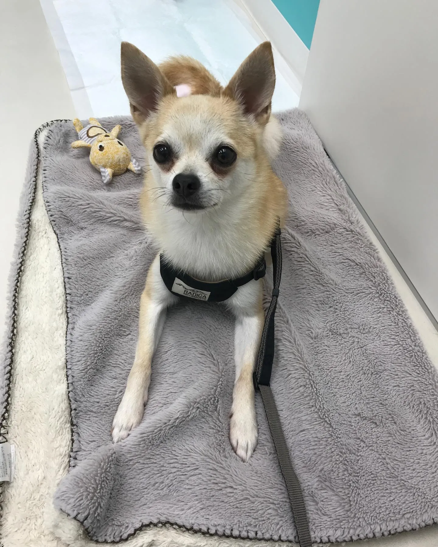 【ペットホテル 犬ちゃん】