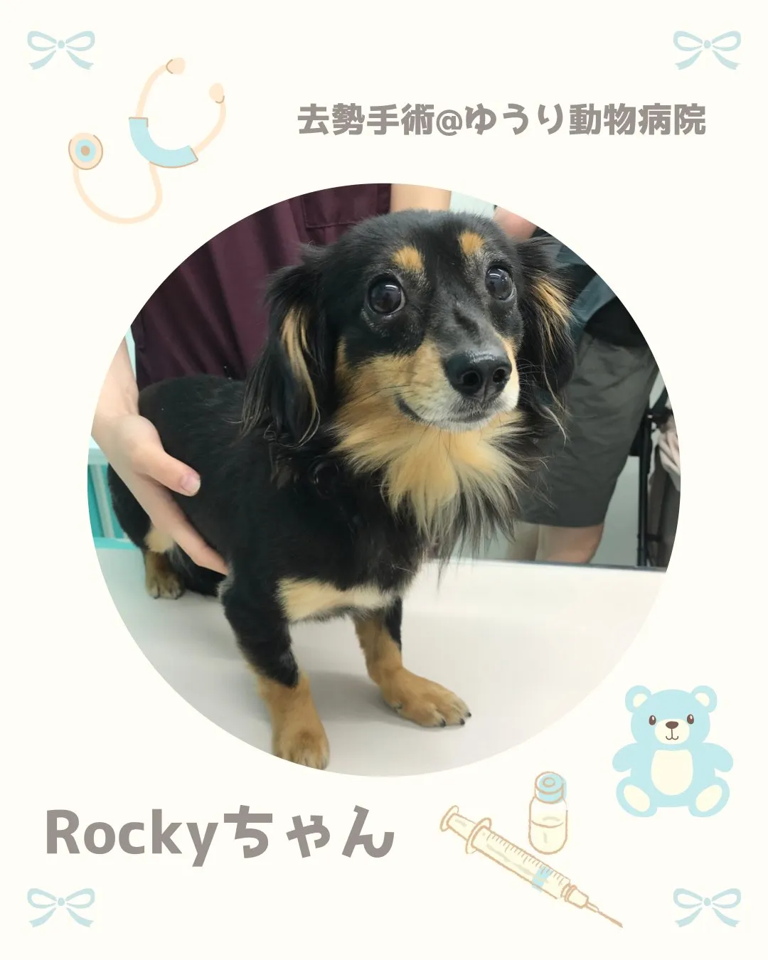 【去勢手術 犬ちゃん】