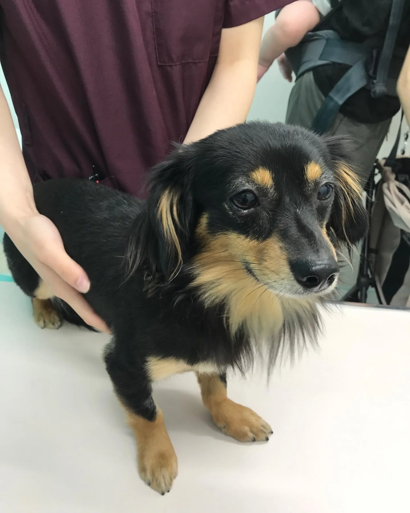【去勢手術 犬ちゃん】