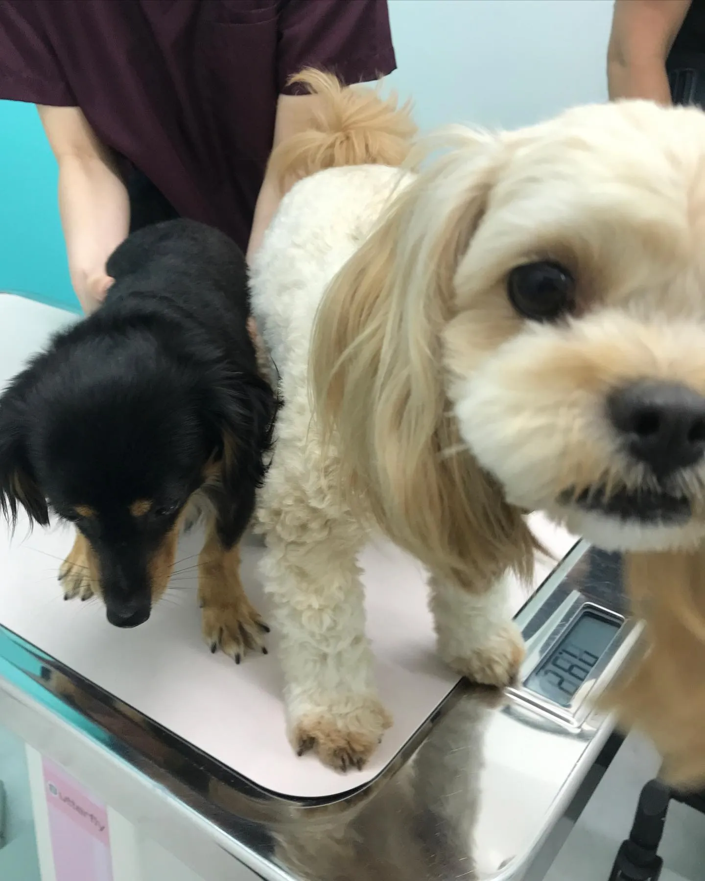 【去勢手術 犬ちゃん】