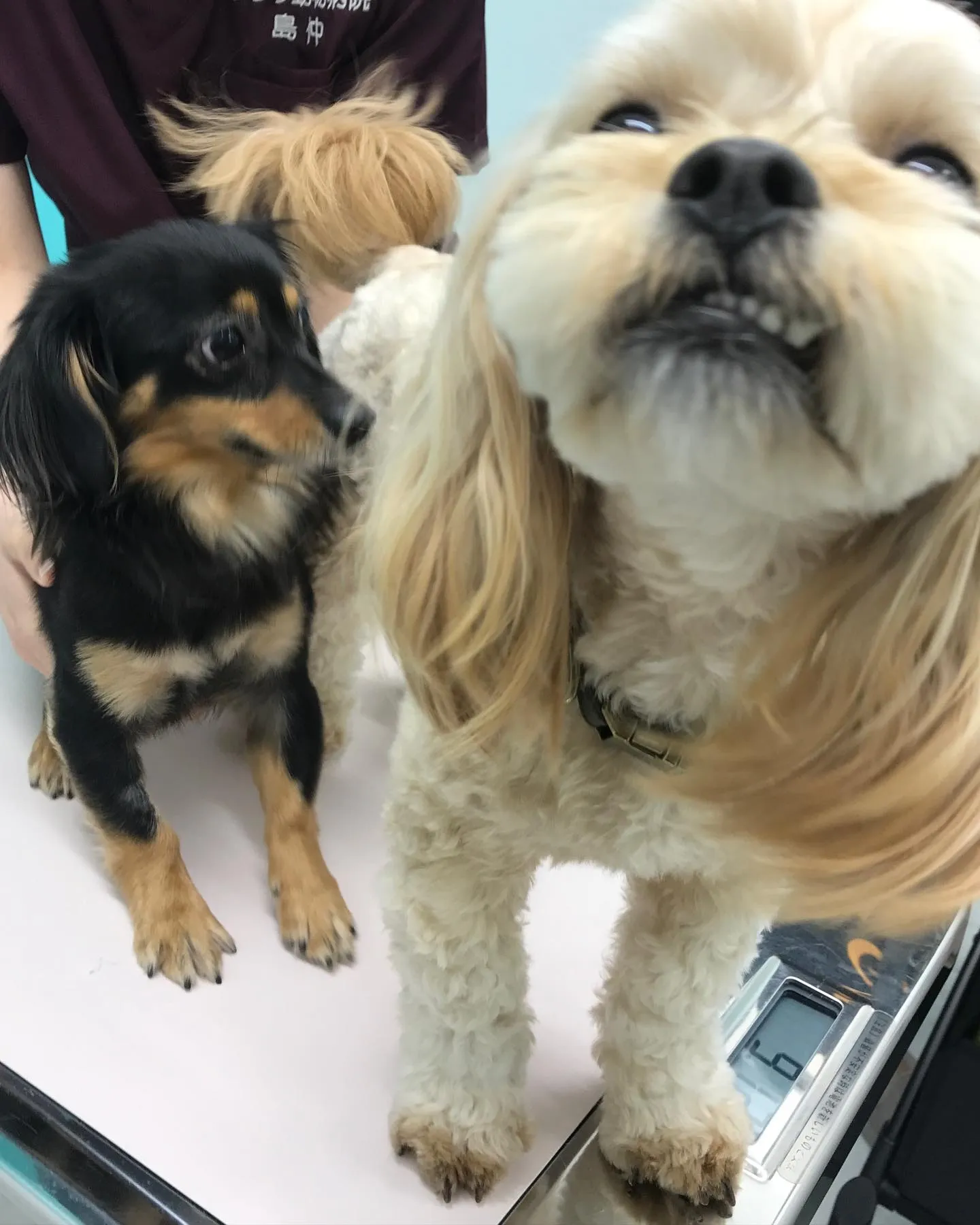【去勢手術 犬ちゃん】