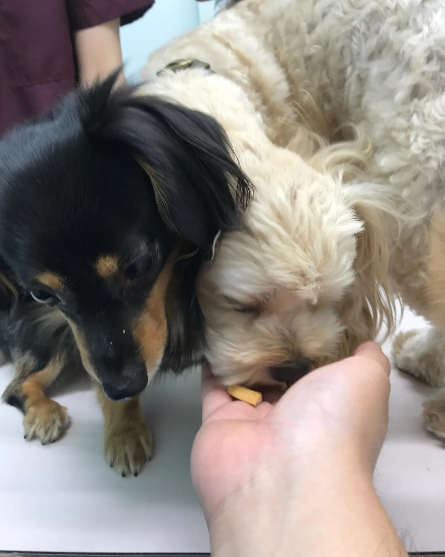 【去勢手術 犬ちゃん】