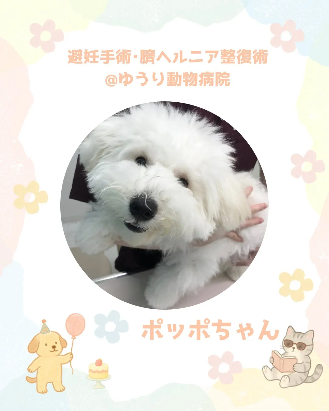 【避妊手術 犬ちゃん】