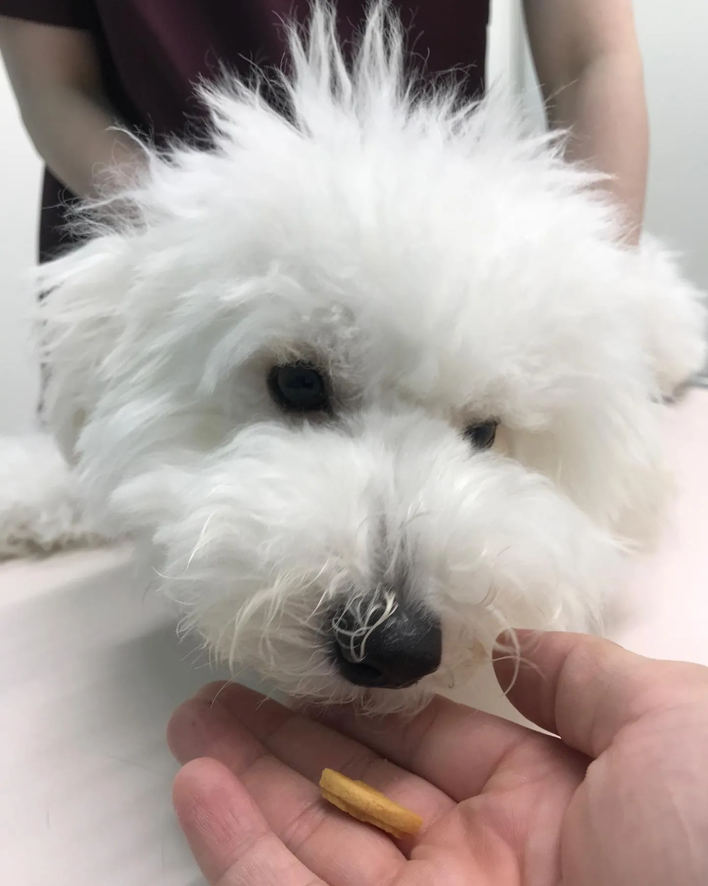 【避妊手術 犬ちゃん】