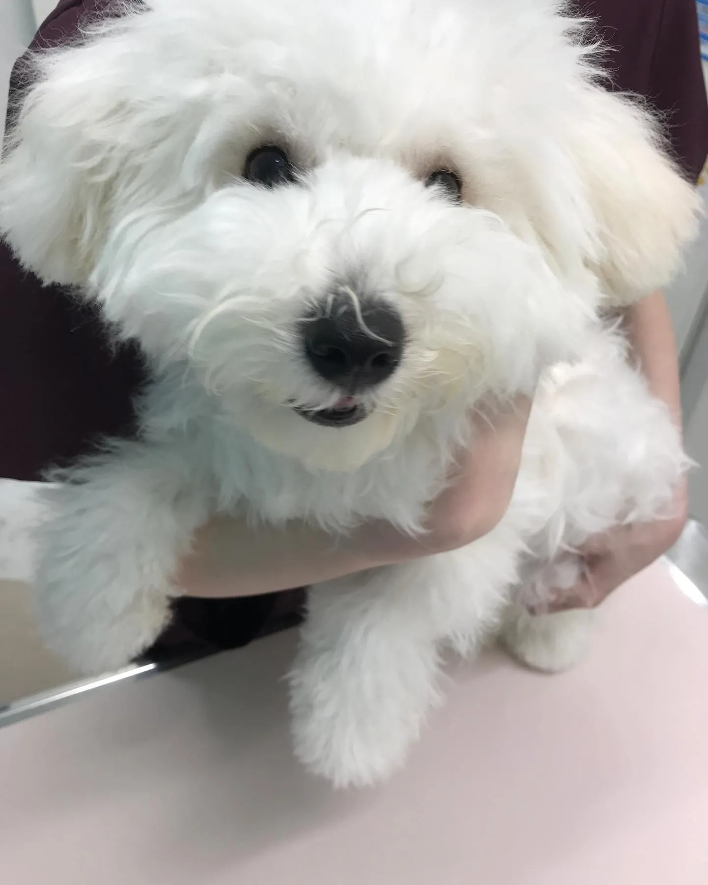 【避妊手術 犬ちゃん】