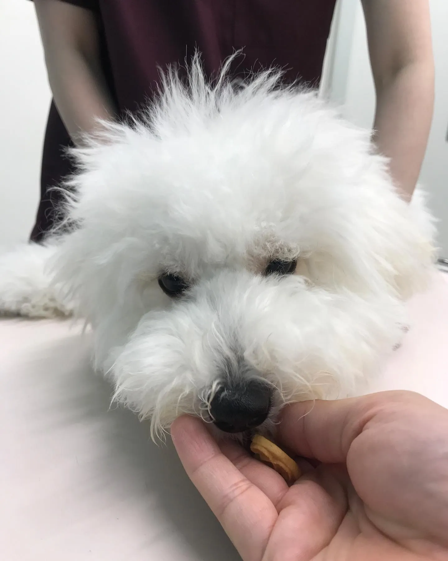 【避妊手術 犬ちゃん】