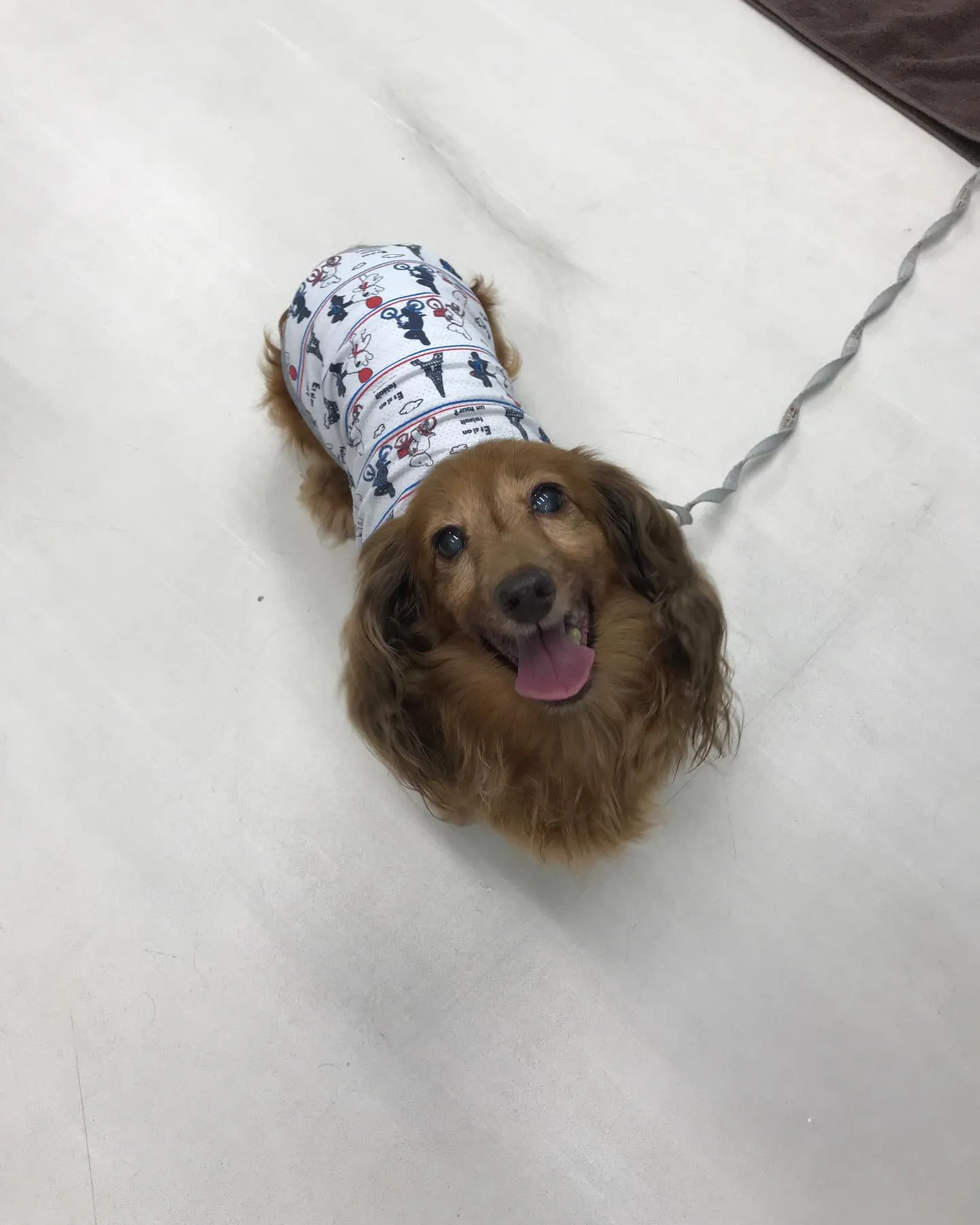 【ペットホテル　犬ちゃん】