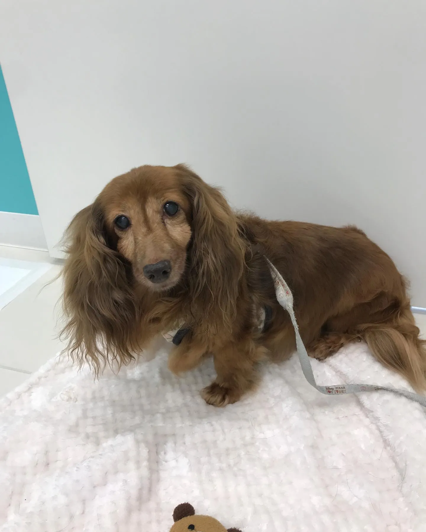【ペットホテル　犬ちゃん】