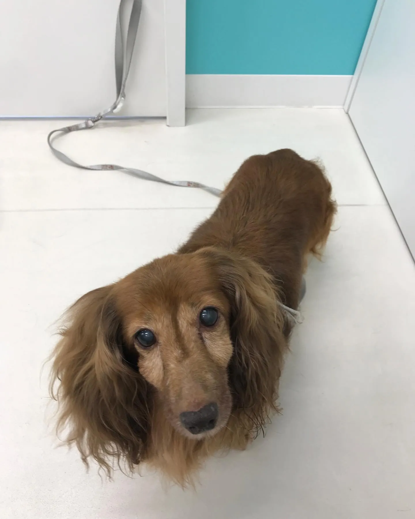 【ペットホテル　犬ちゃん】