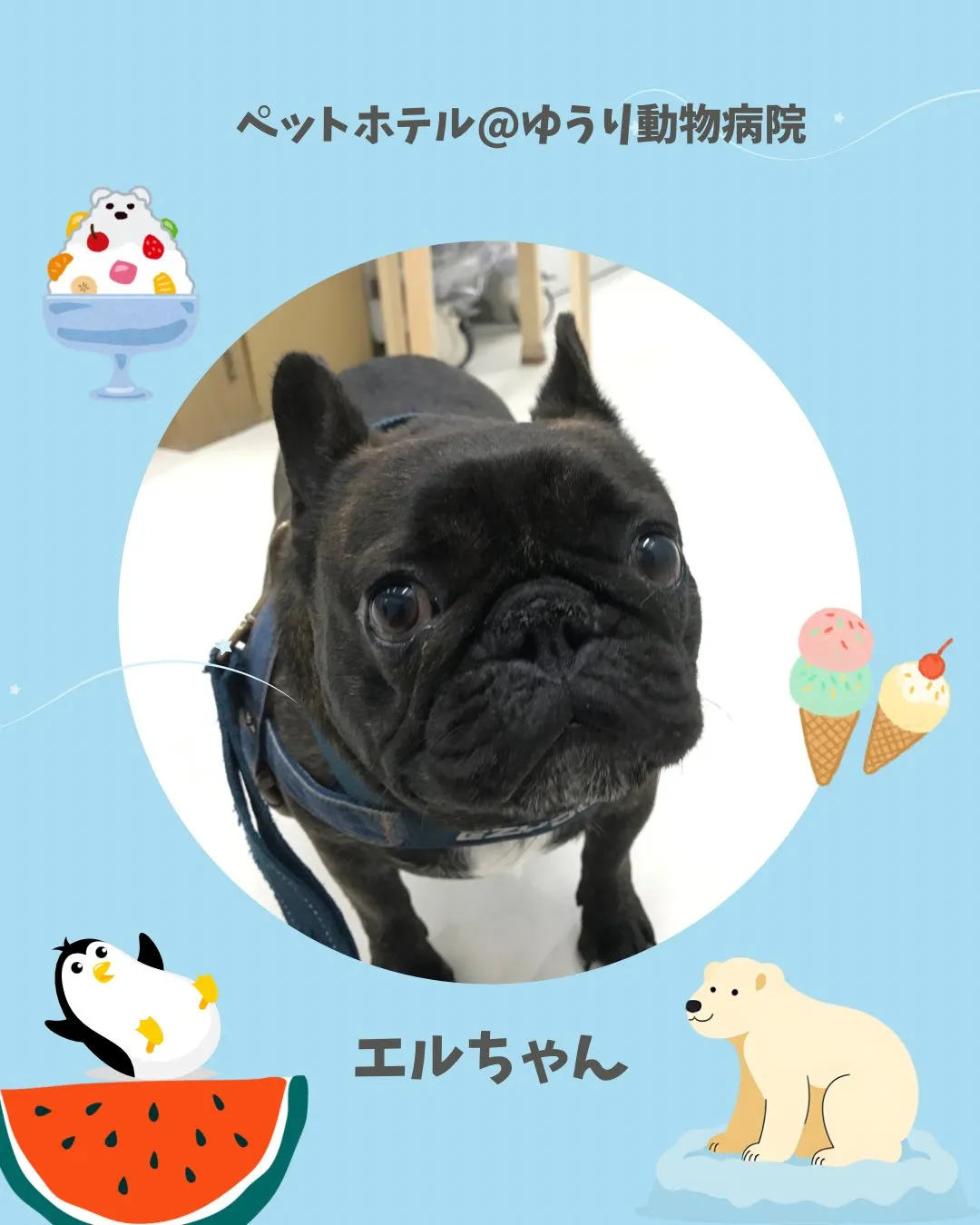 【ペットホテル　犬ちゃん】