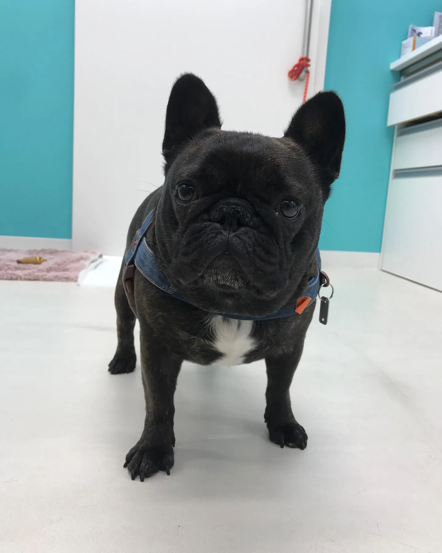 【ペットホテル　犬ちゃん】