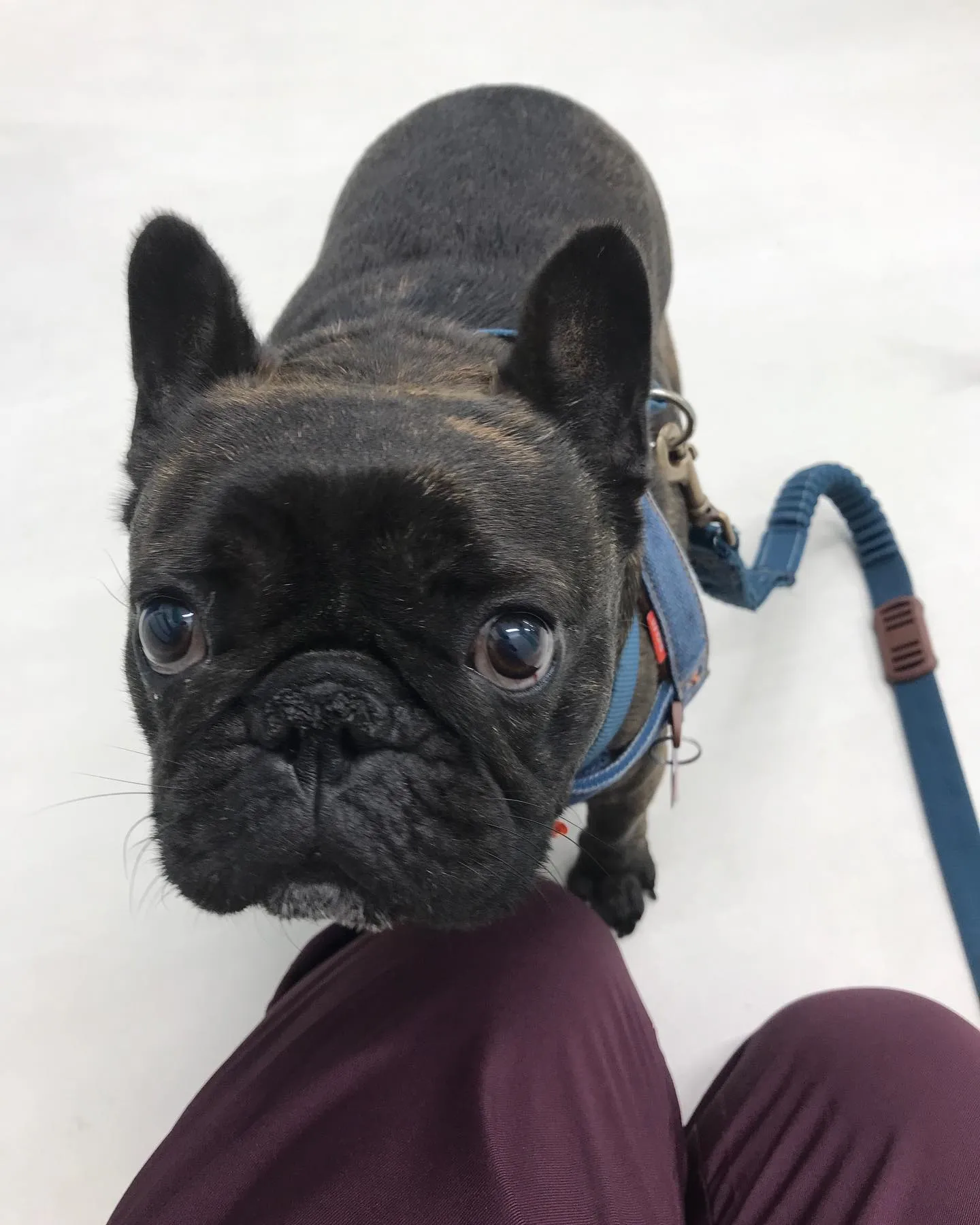 【ペットホテル　犬ちゃん】