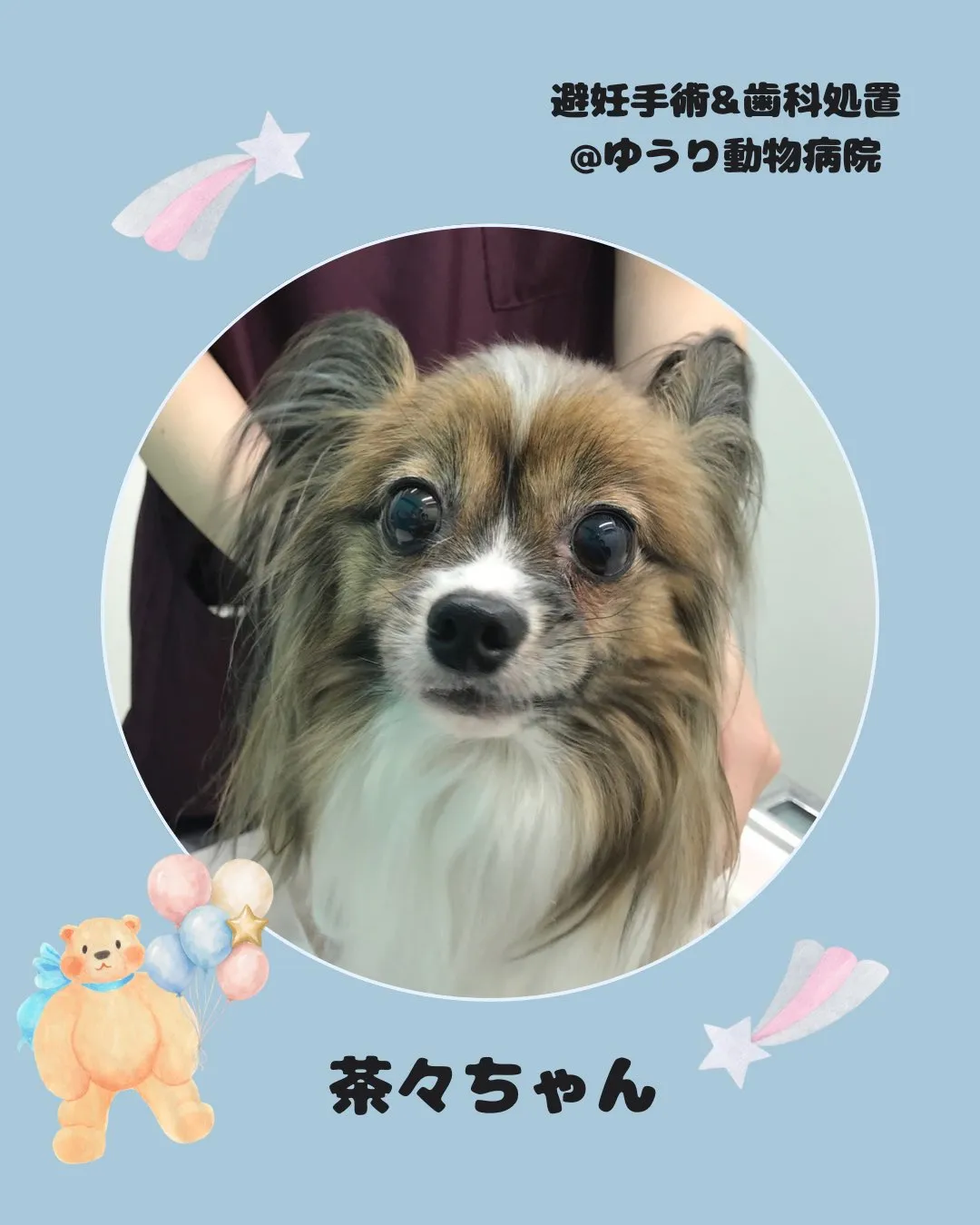 【歯科処置&避妊手術　犬ちゃん】
