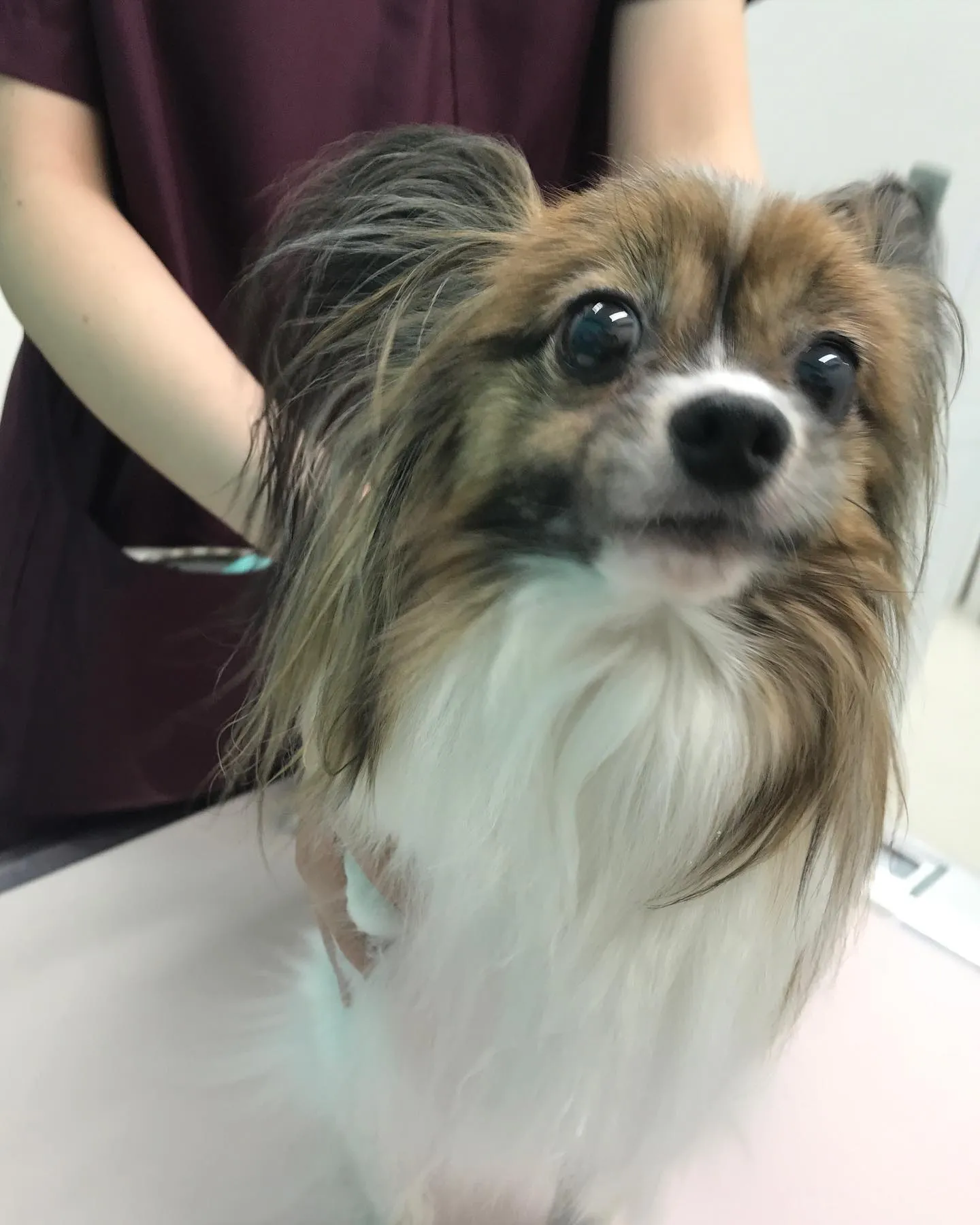 【歯科処置&避妊手術　犬ちゃん】