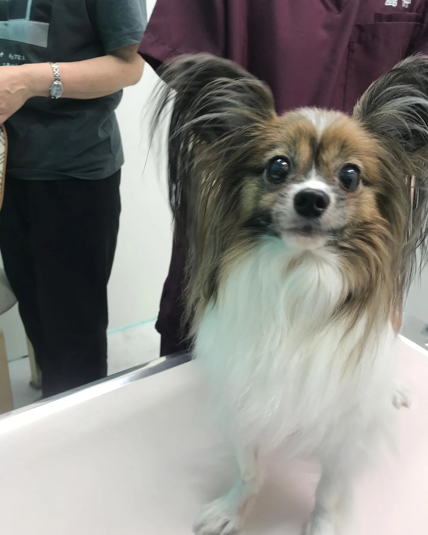【歯科処置&避妊手術　犬ちゃん】