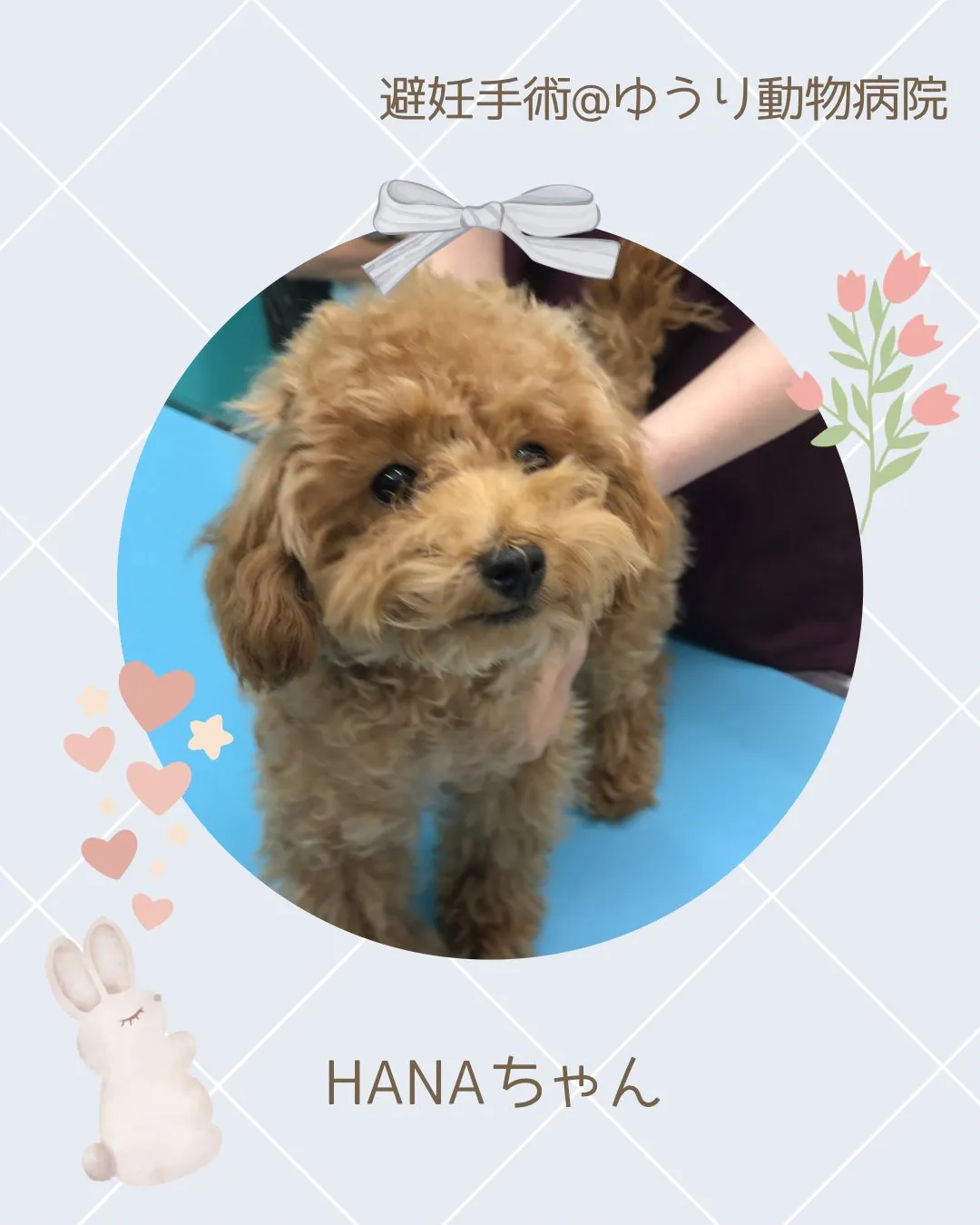 【避妊手術 犬ちゃん】