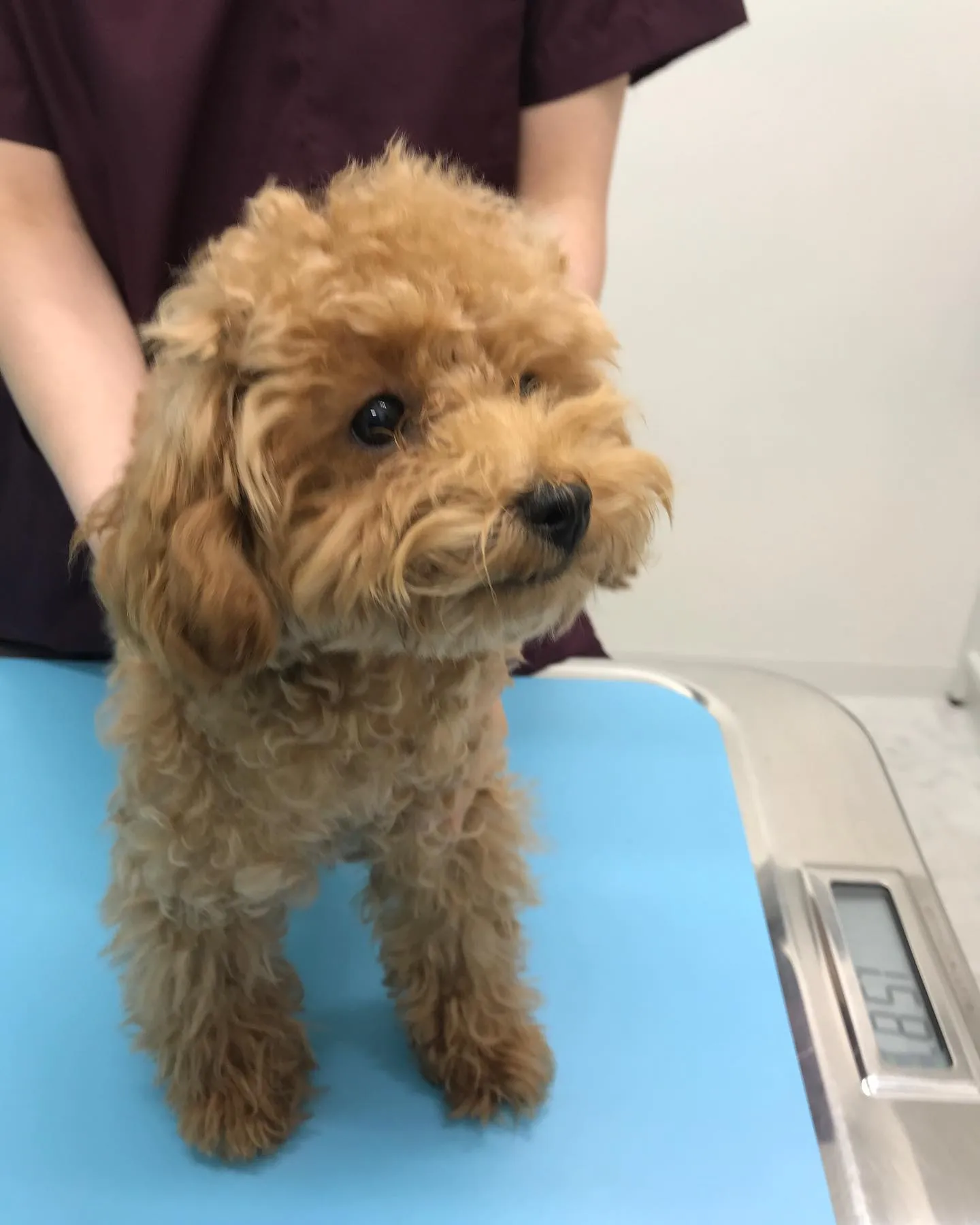 【避妊手術 犬ちゃん】