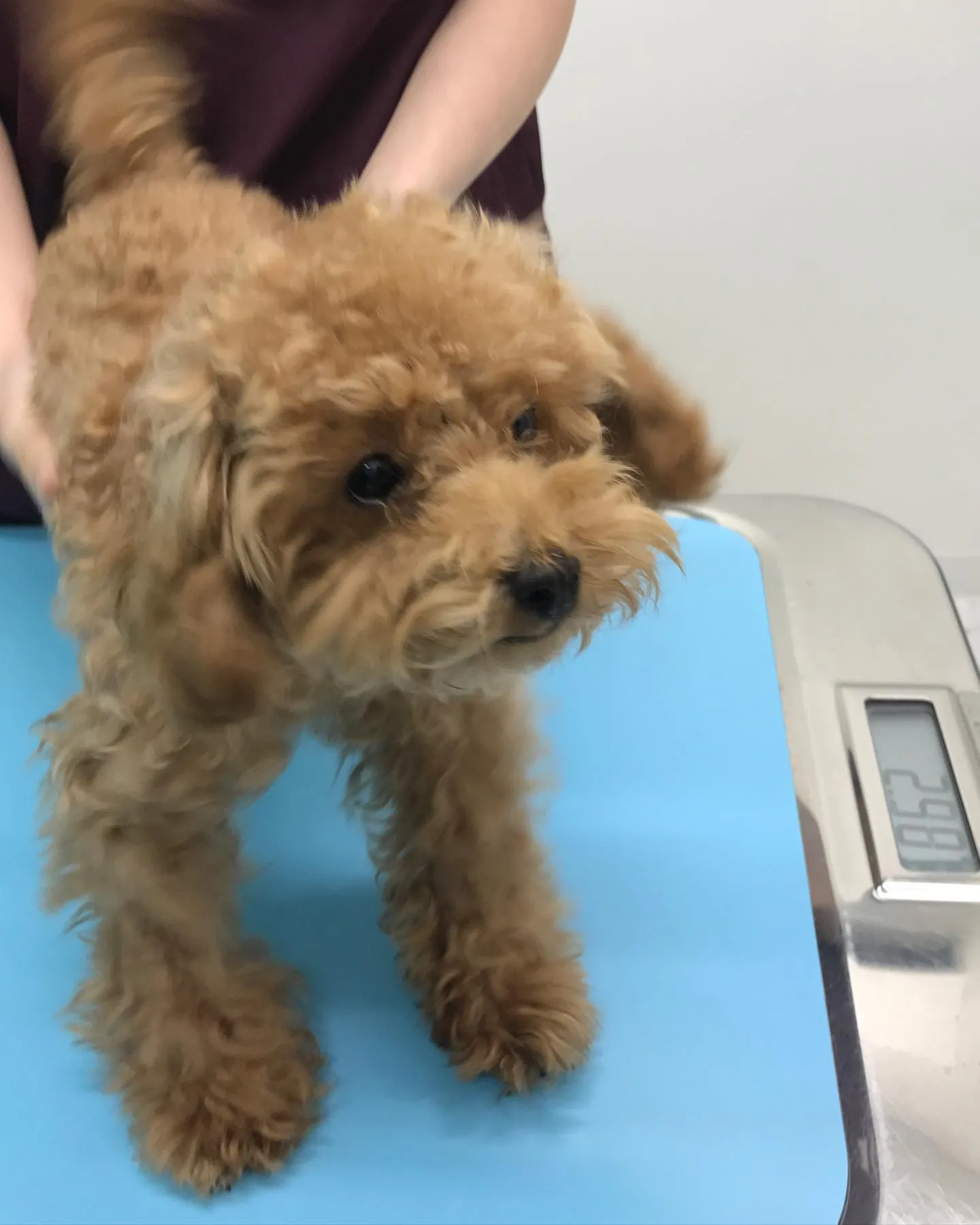【避妊手術 犬ちゃん】