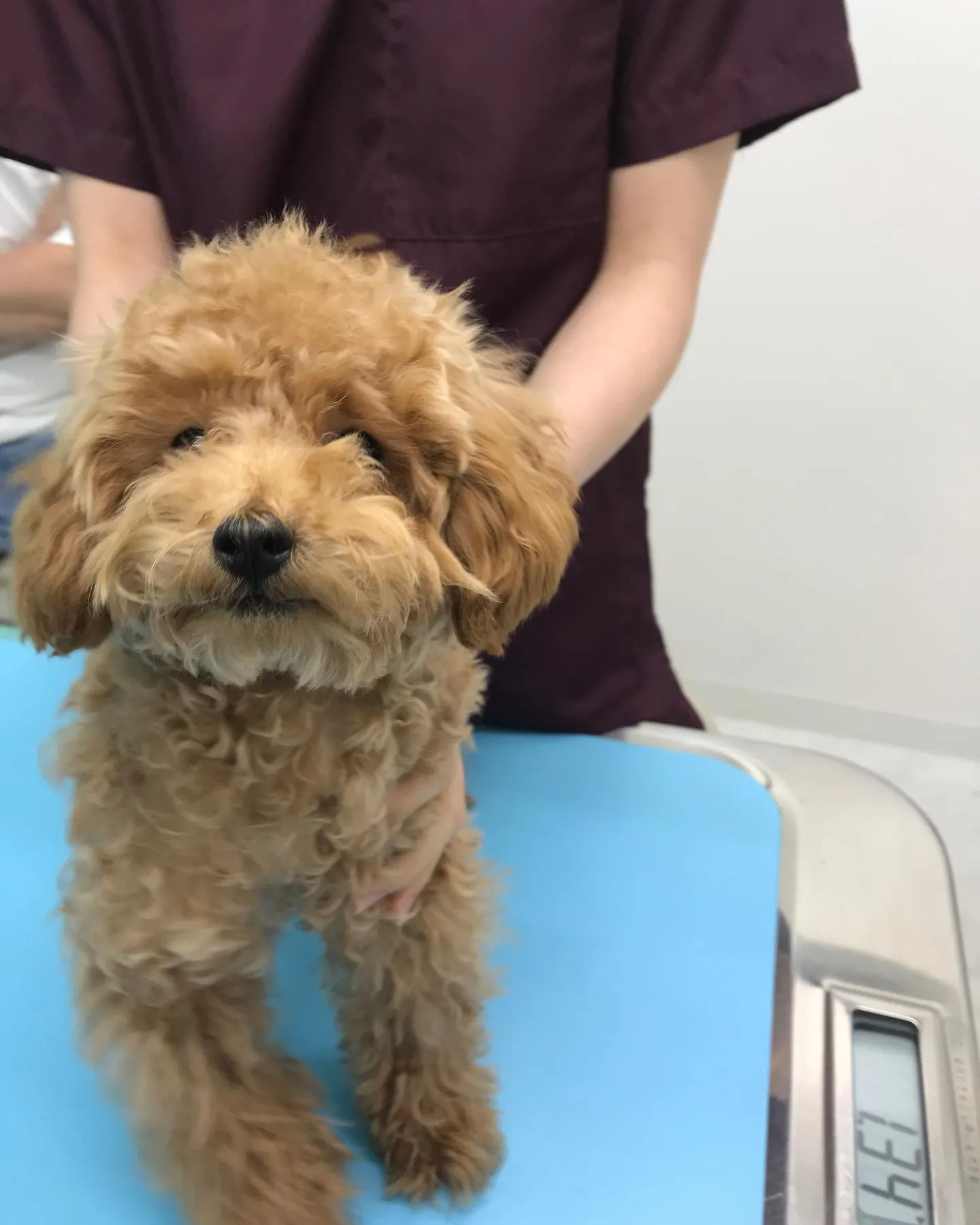 【避妊手術 犬ちゃん】
