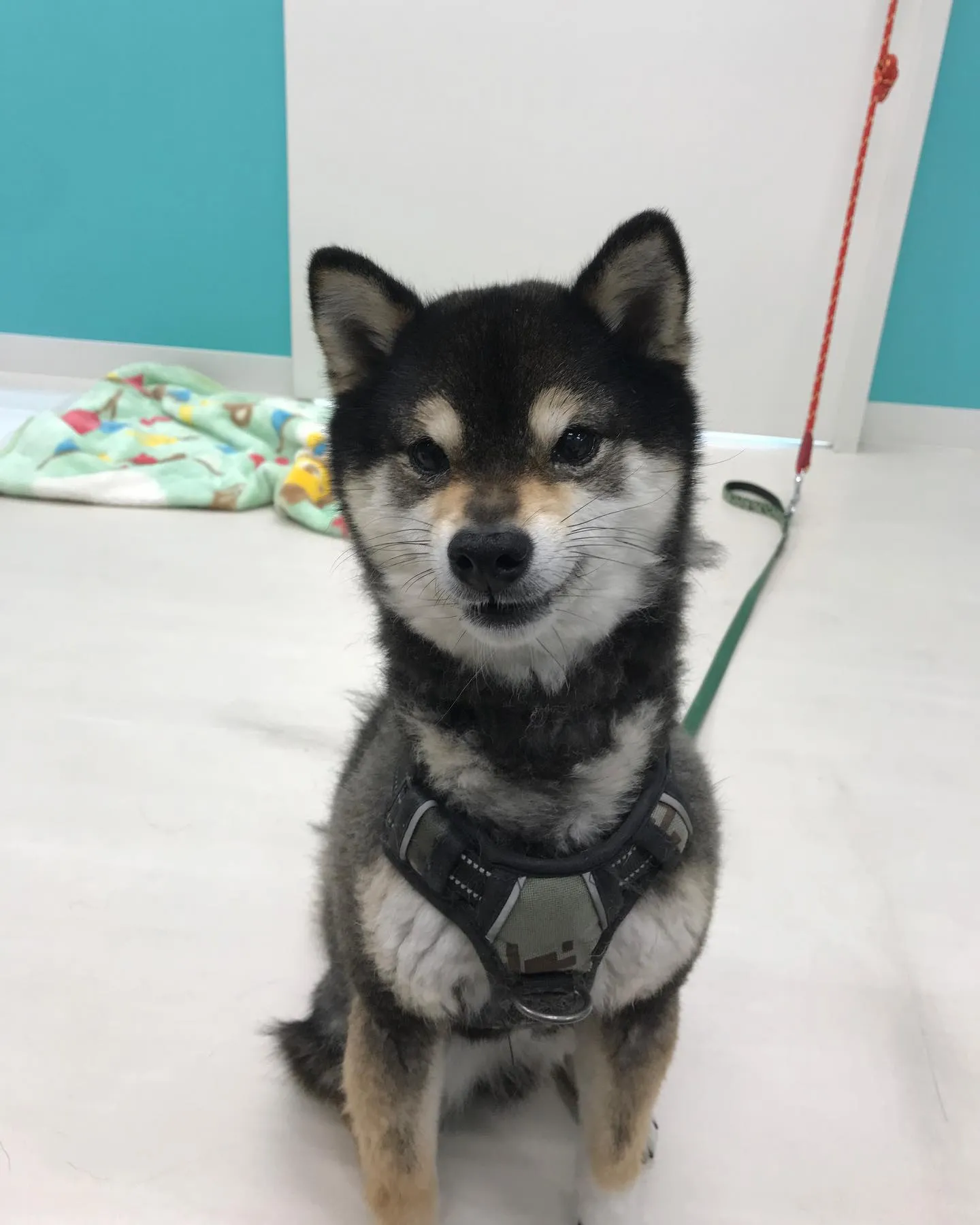 【ペットホテル　犬ちゃん】