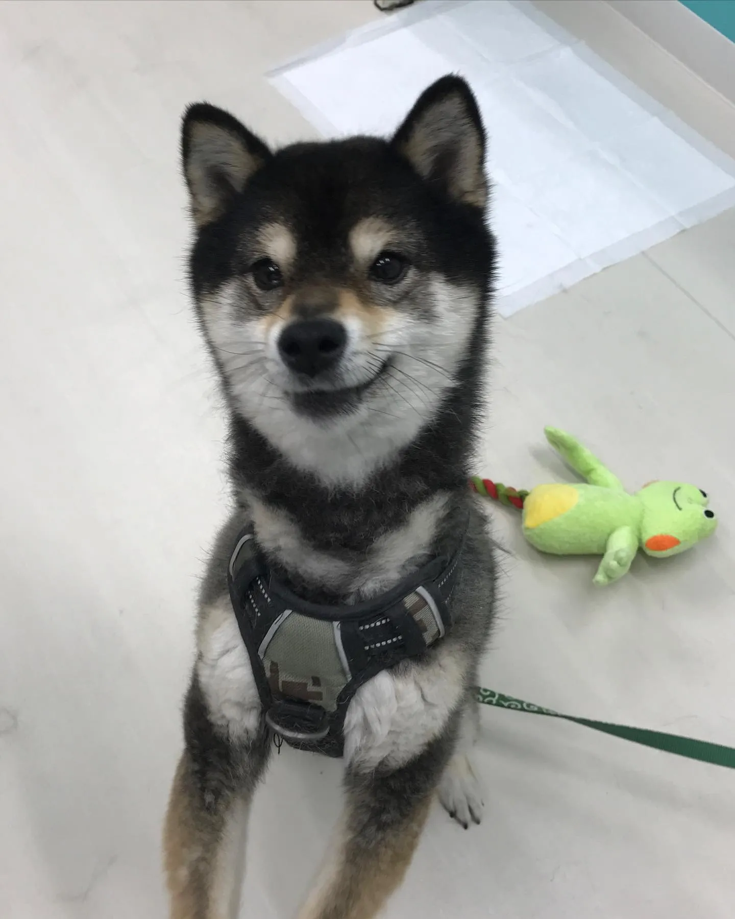 【ペットホテル　犬ちゃん】