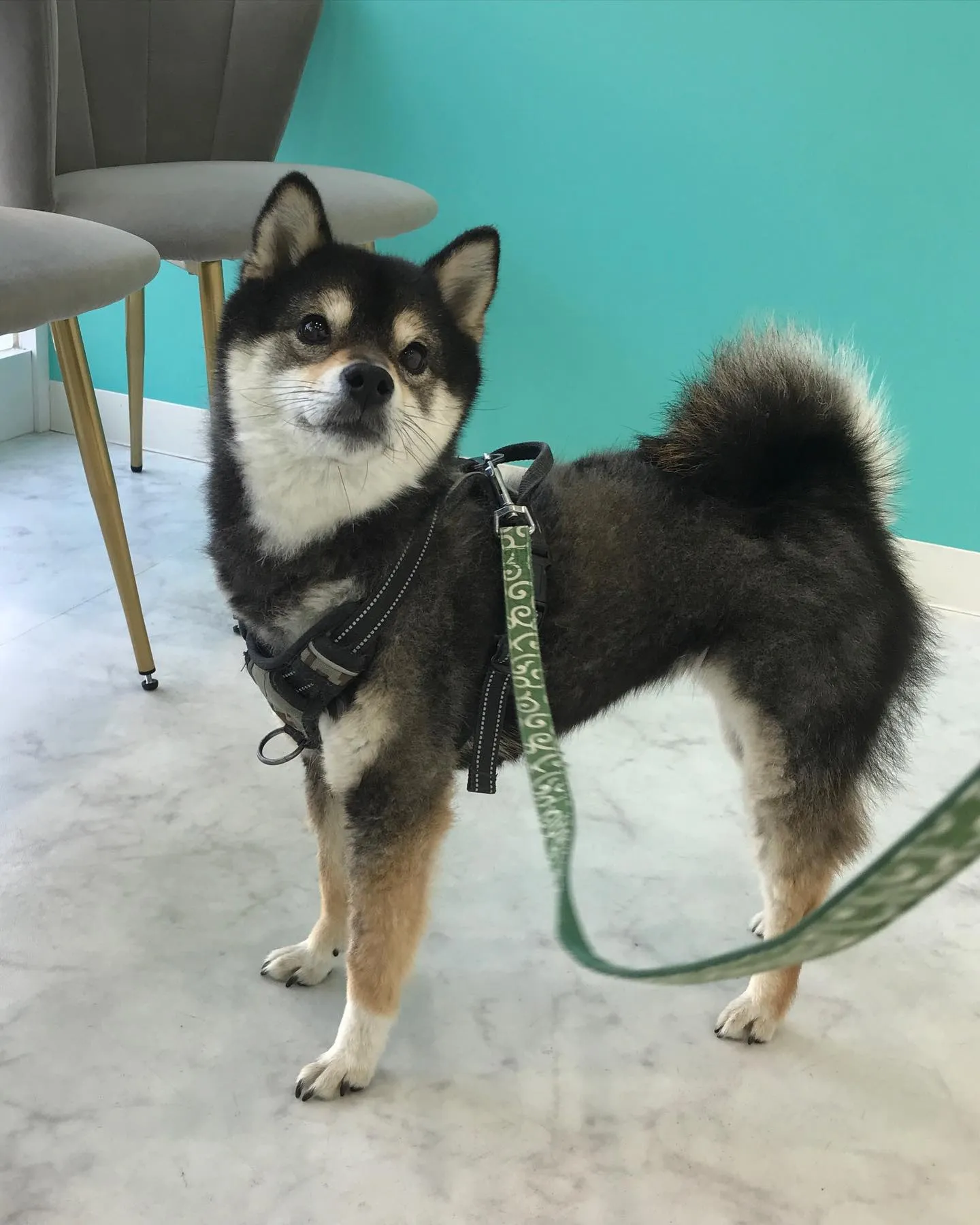 【ペットホテル　犬ちゃん】