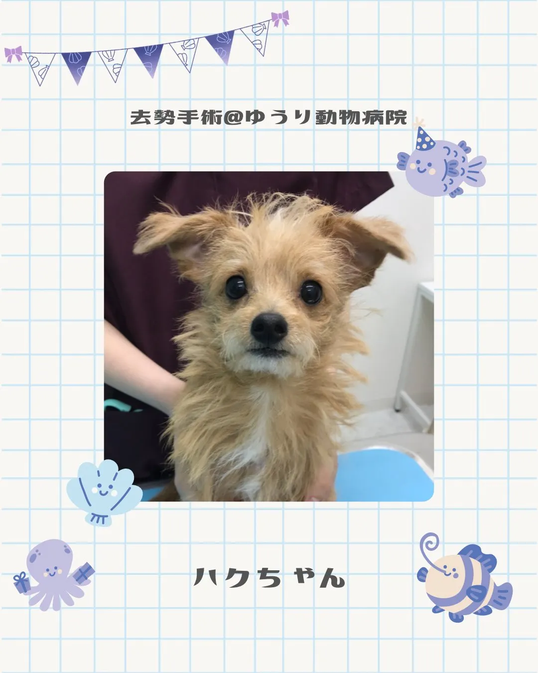 【去勢手術 犬ちゃん】
