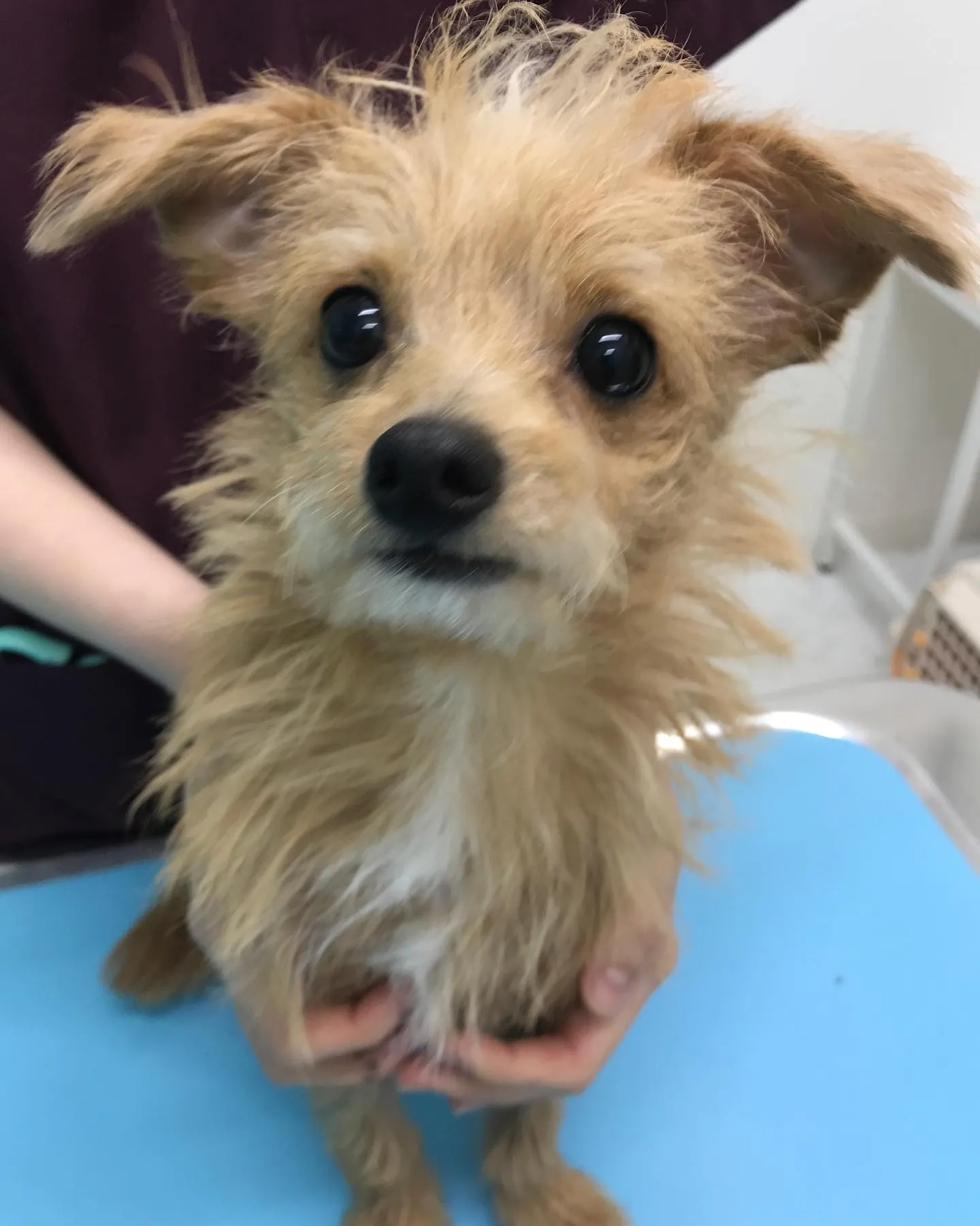 【去勢手術 犬ちゃん】