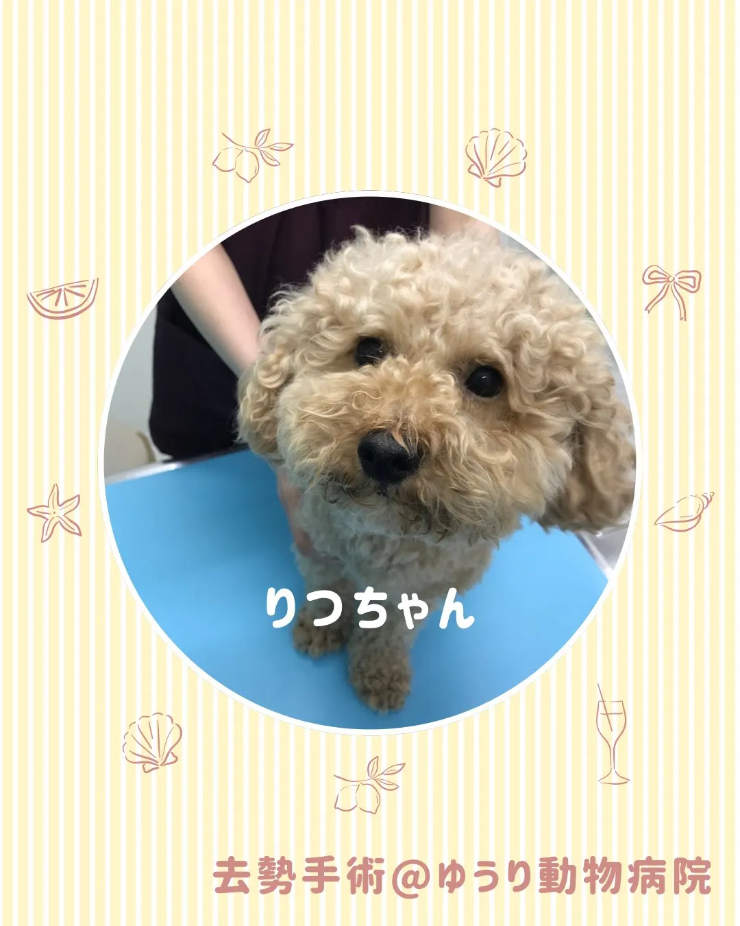 【去勢手術 犬ちゃん】