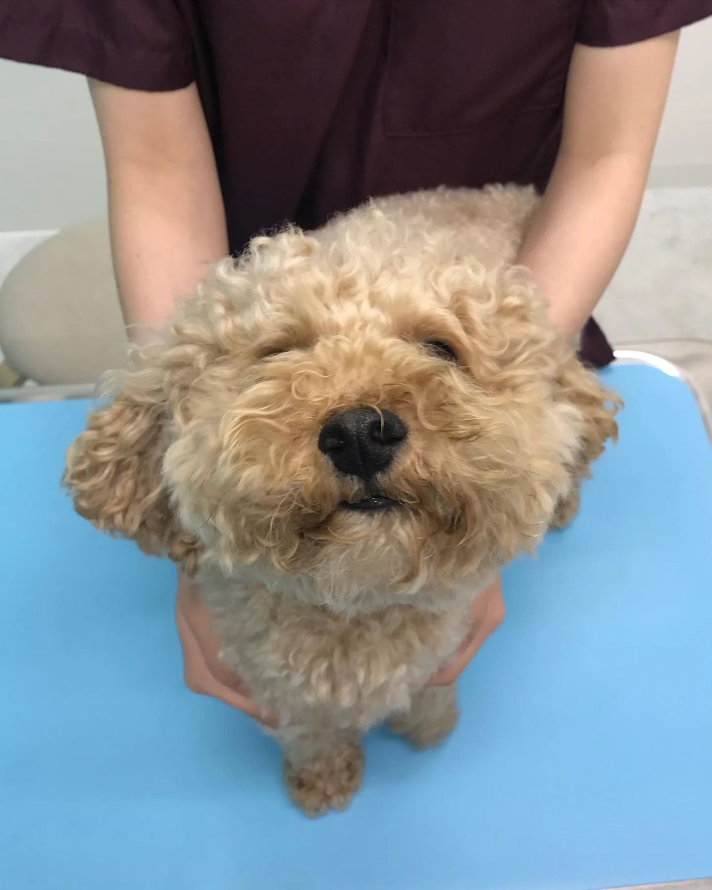 【去勢手術 犬ちゃん】