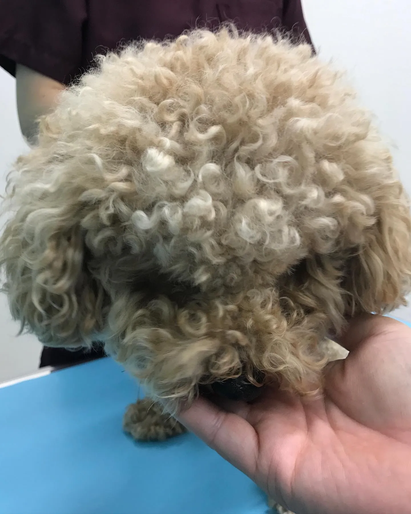 【去勢手術 犬ちゃん】