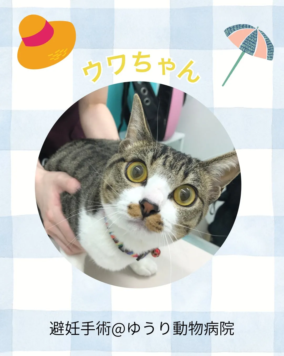 【避妊手術　猫ちゃん】