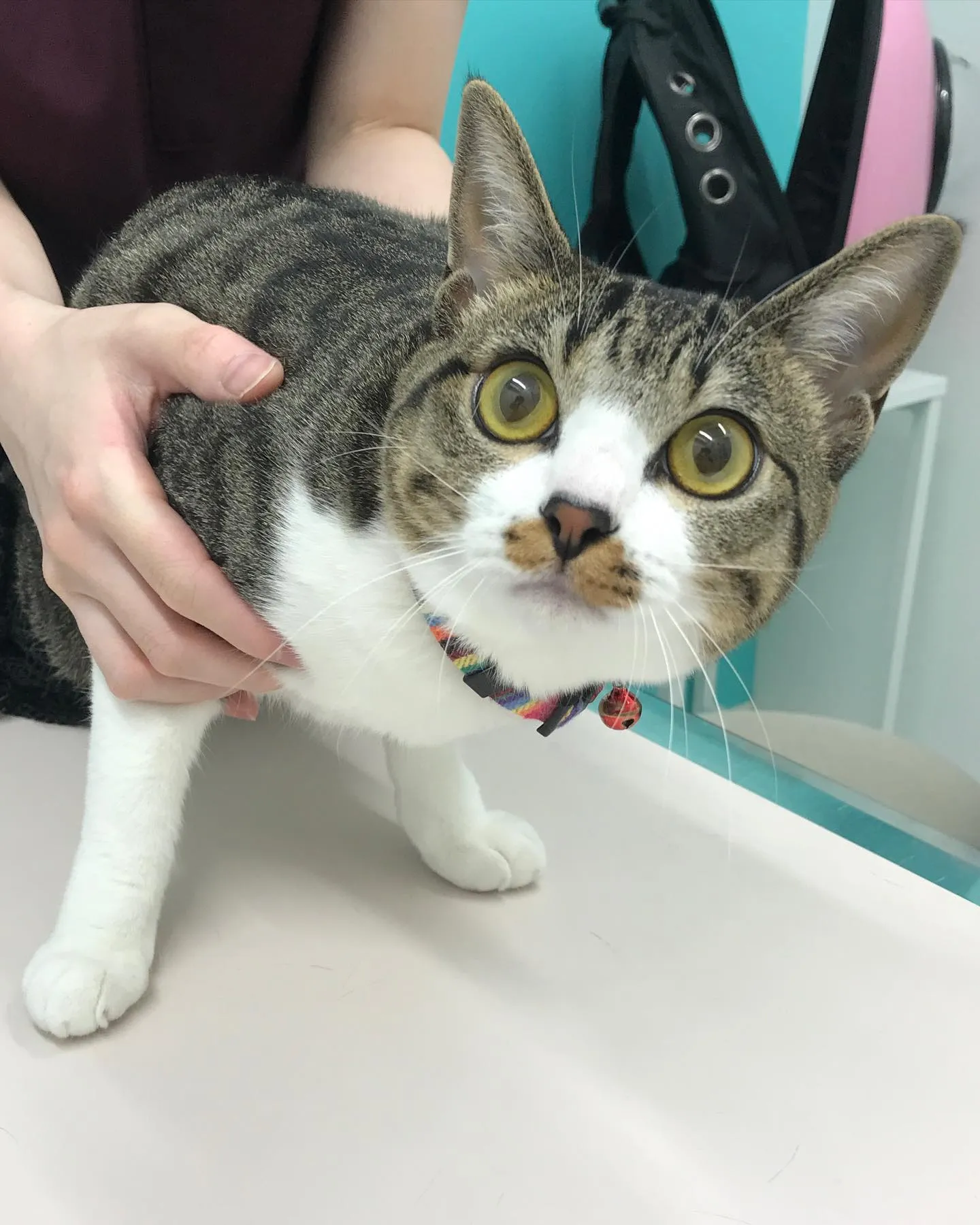 【避妊手術　猫ちゃん】