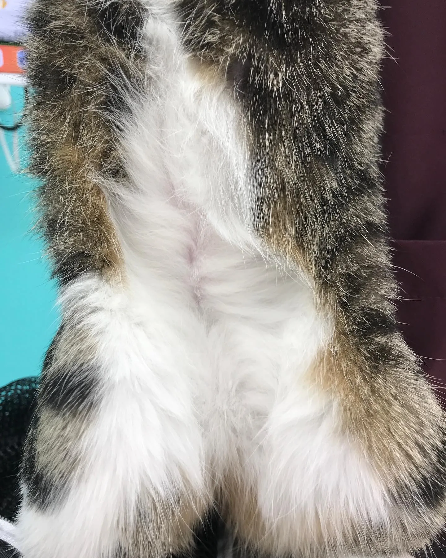 【避妊手術　猫ちゃん】