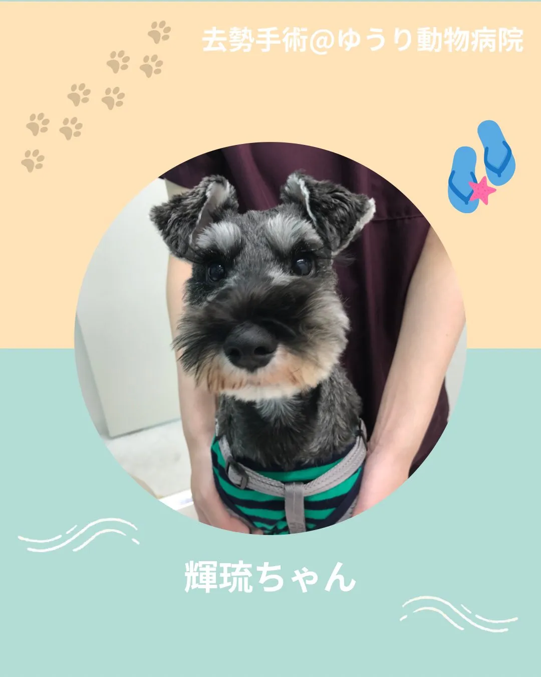 【去勢手術 犬ちゃん】