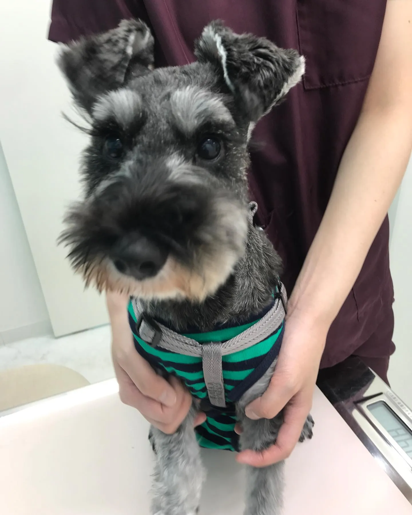 【去勢手術 犬ちゃん】